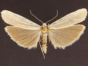 Crambidia myrlosea