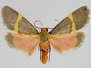 Cisthene tenuifascia