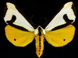 Haploa clymene