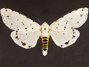 Estigmene albida