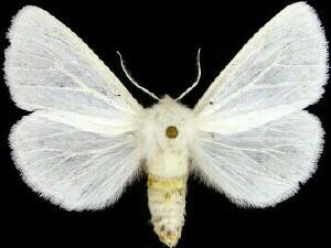 Spilosoma latipennis