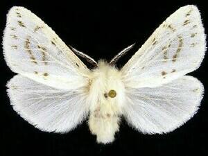 Spilosoma congrua