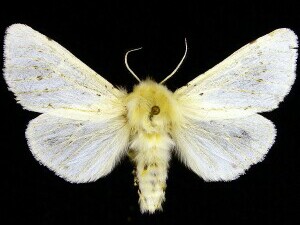 Spilosoma vestalis