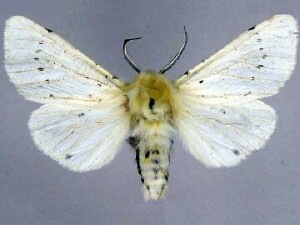 Spilosoma vestalis