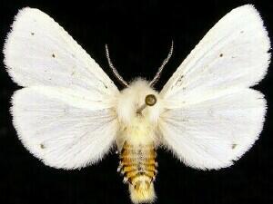 Spilosoma virginica