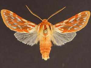 Lophocampa roseata