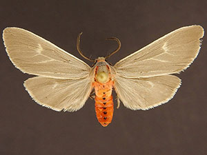 Pygarctia pterygostigma