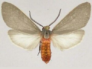 Pygarctia murina