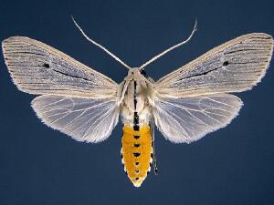 Agaraea semivitrea