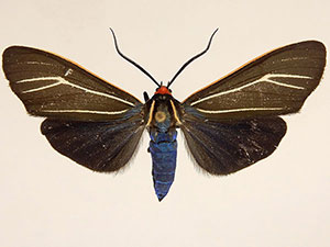 Ctenucha cressonana