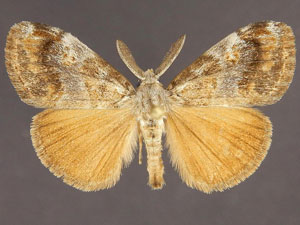 Orgyia leuschneri