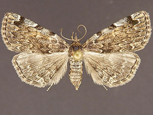 Idia majoralis