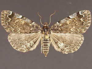 Idia majoralis