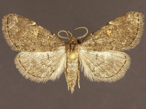 Idia suffusalis