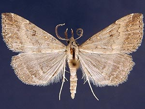 Tetanolita palligera