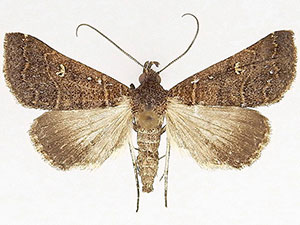 Bleptina verticalis