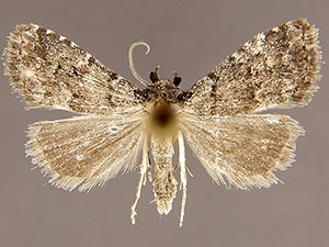 Dyspyralis ocala