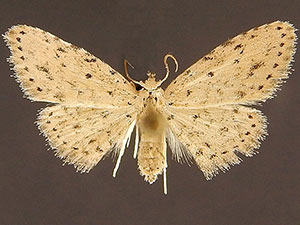 Sigela basipunctaria