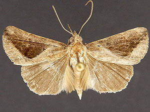 Hypena subidalis