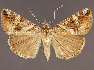 Hypena vetustalis