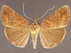 Hypena vetustalis