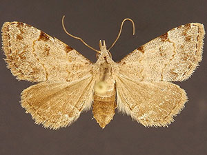 Nychioptera accola