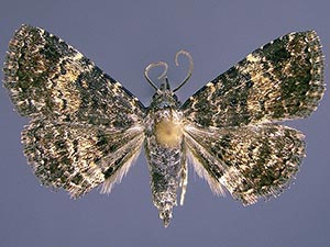 Metalectra diabolica