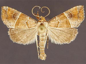 Cecharismena cara