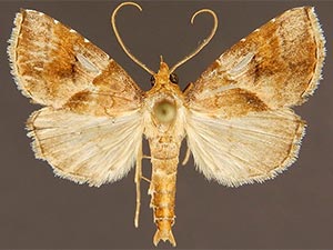 Cecharismena nectarea