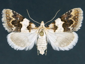 Euaontia clarki