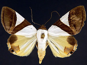 Eulepidotis dominicata