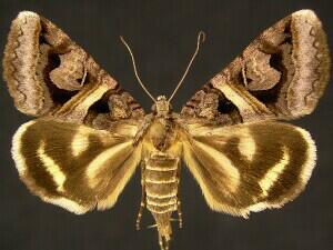 Drasteria grandirena