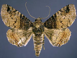 Metria bilineata