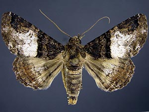 Metria bilineata