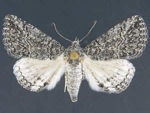 Acritogramma metaleuca