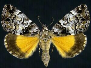 Allotria elonympha