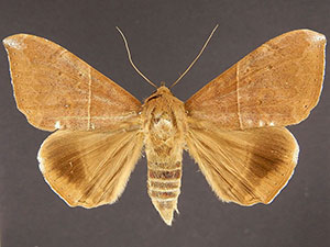 Ophisma tropicalis