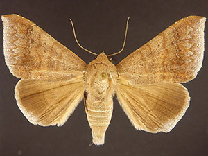 Mimophisma delunaris