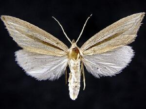 Doryodes spadaria