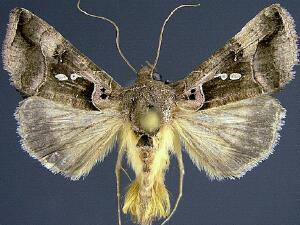 Enigmogramma antillea