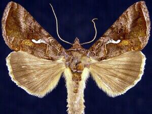 Autographa precationis