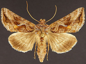 Autographa rubidus