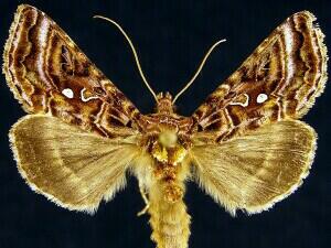 Autographa mappa