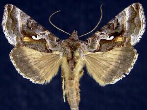 Autographa pseudogamma