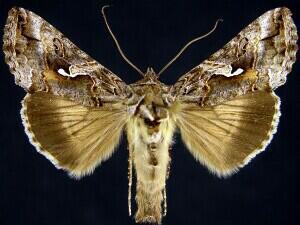 Autographa californica