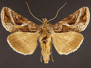 Autographa flagellum