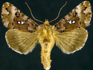 Autographa corusca