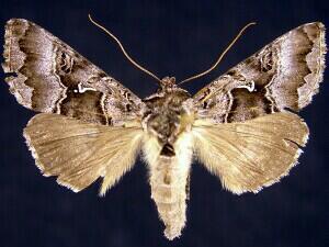 Autographa v-alba