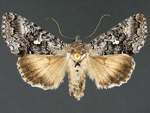 Syngrapha celsa