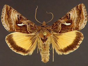 Syngrapha ignea